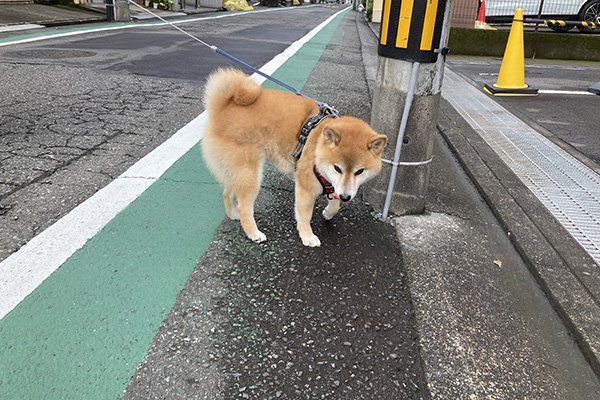 柴犬ハッピーちゃん