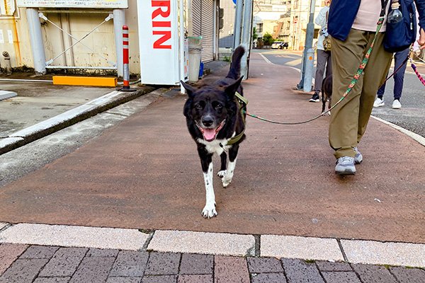 次の日はミックス犬保護犬と静岡焼津信用金庫本店前の交差点で出会いました