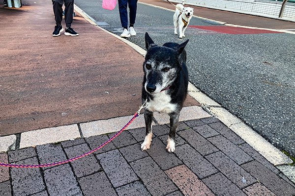 保護犬キセキちゃん