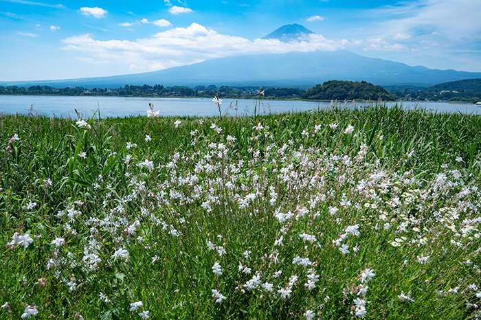 ガウラ咲く湖畔