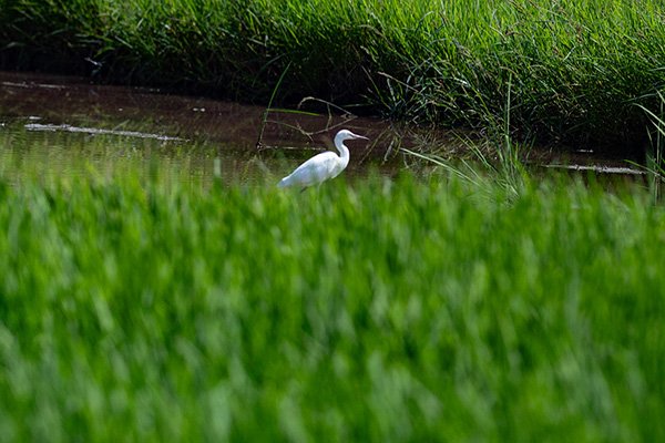 水田の先にコサギが