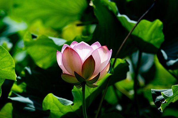 開花
