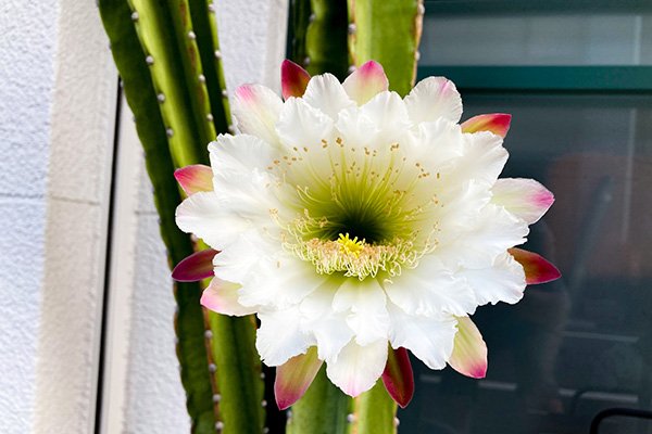 伝馬町通りにとおりかかったときサボテンの花を見ました