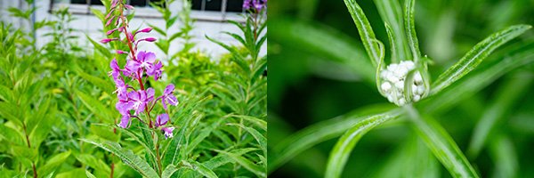 登山道入り口近くの花