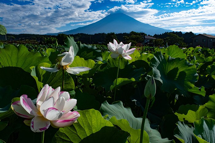 蓮田ごしの富士山