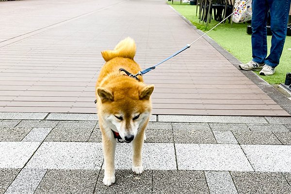 柴犬ハッピーちゃんは機嫌が悪かった