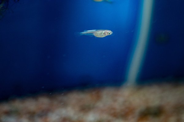 元気に泳ぐ