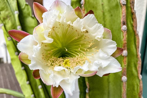 伝馬町裏通りのサボテンの花