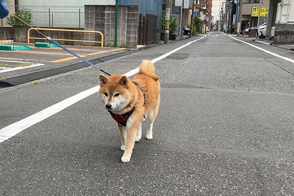 柴犬ハッピーちゃん