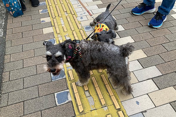 ミニチュア・シュナウザーの遭遇