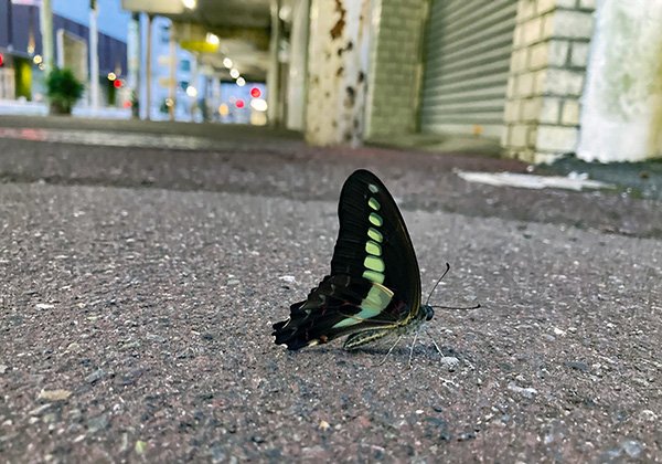 アーケード下に眠る蝶