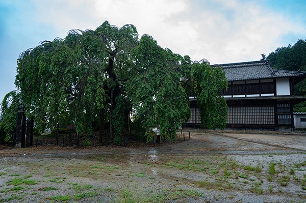 舞台桜