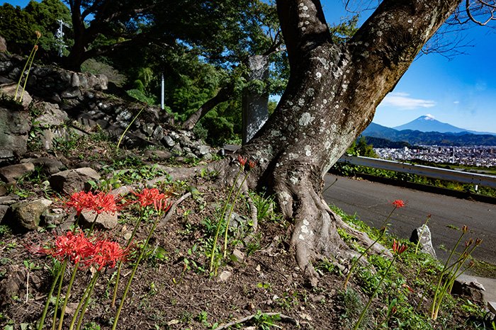 門前からの富士山とヒガンバナ