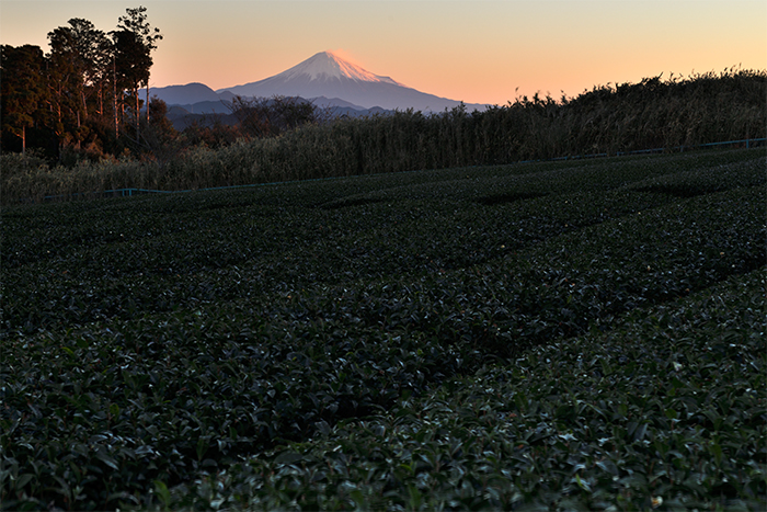 茶畑からの富士山