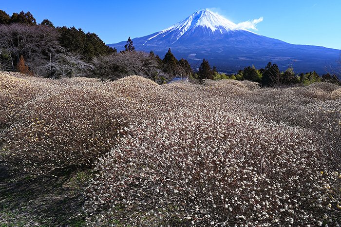 ミツマタの咲くころ