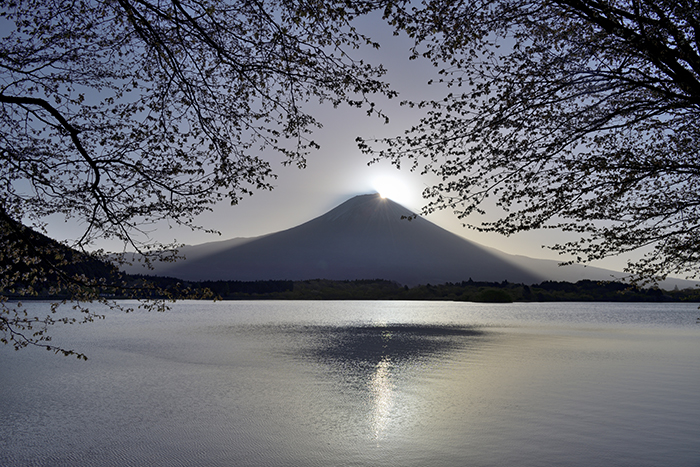 なごり桜とダイヤモンド富士