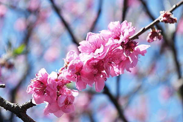 ももの花がお出迎え