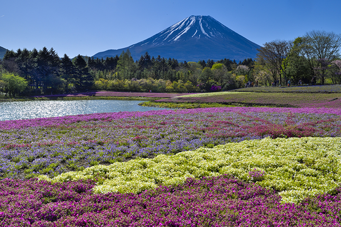 竜神池とシバサクラと富士山