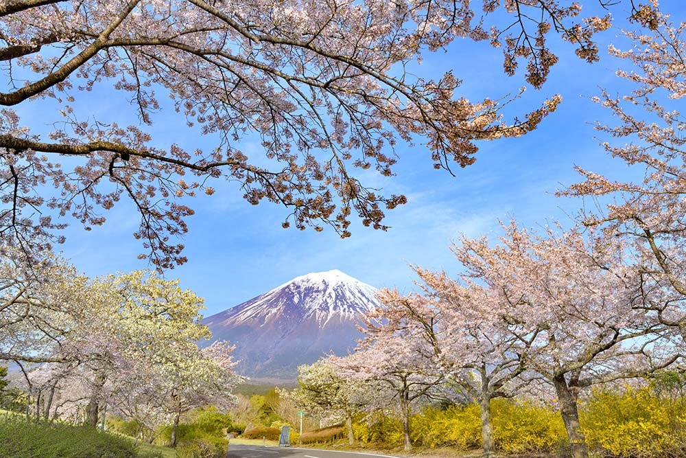 桜の窓からの富士山