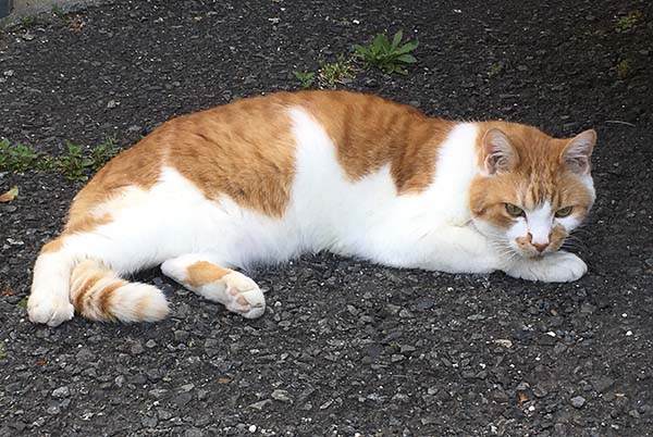 野良猫かと思いきや知り合いの猫だった