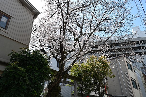 一加番神社の桜