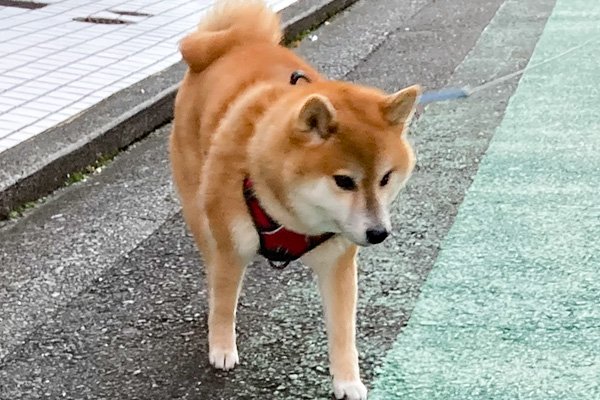 ツンデレのハッピーちゃん