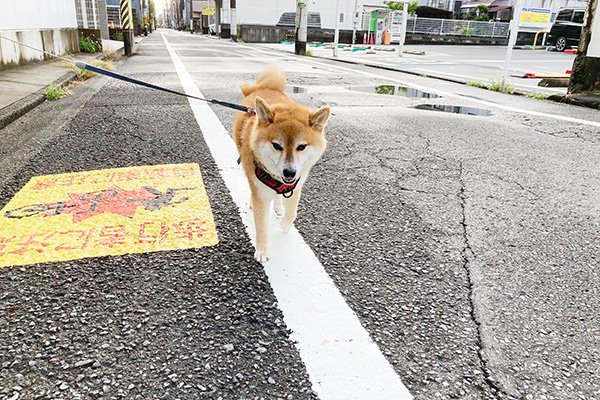 ハッピーちゃん５歳