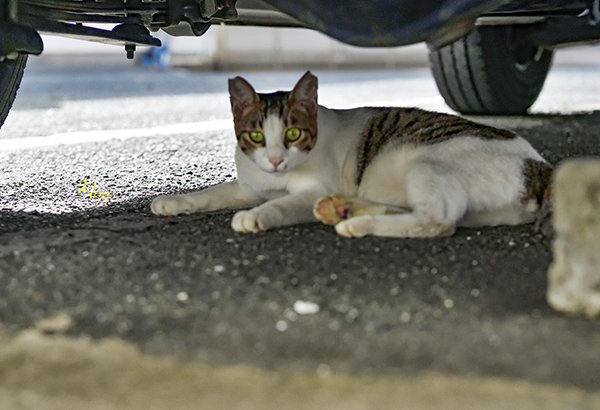 車の下に隠れるにゃんだ君