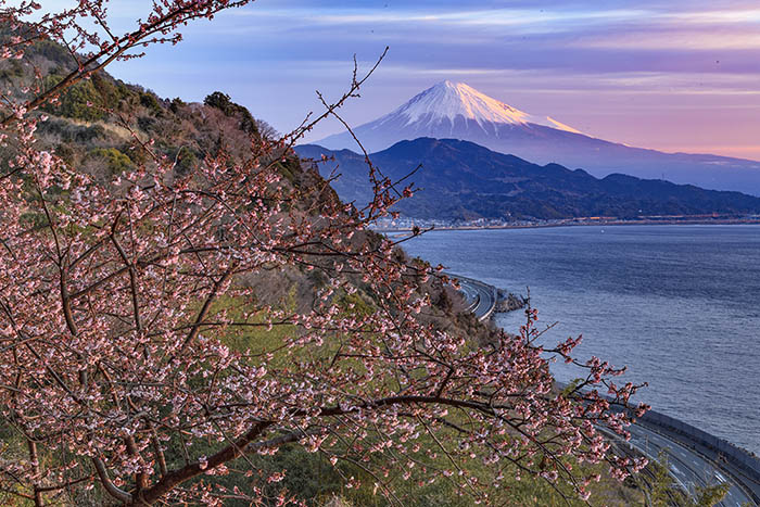 薩埵峠の興津桜と富士山