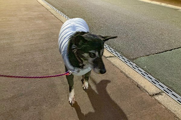 後輩のキセキちゃん