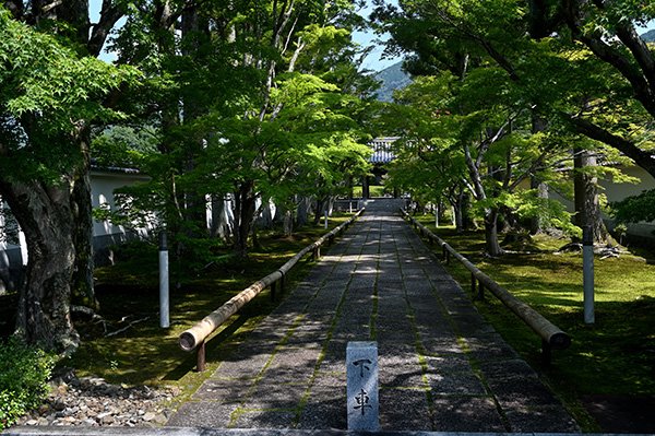 新緑の参道