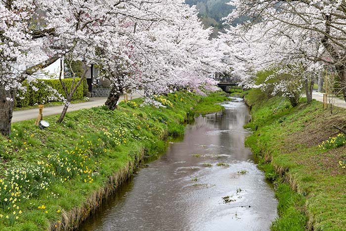 忍野八海新名庄川の桜並木