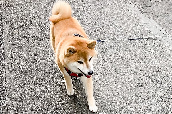 伝馬町通りで柴犬ハッピーちゃんに出会う。