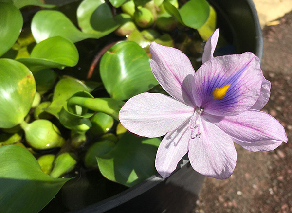 道すがらキンギョソウの花を見付けました