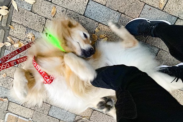 おなかを見せる