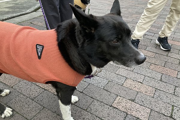 おしりを寄せてくるリンちゃん