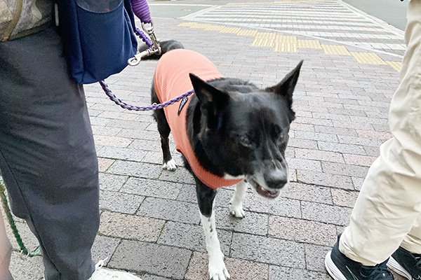 臨ちゃん主人はグループで散歩します