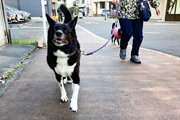 保護犬リンちゃん