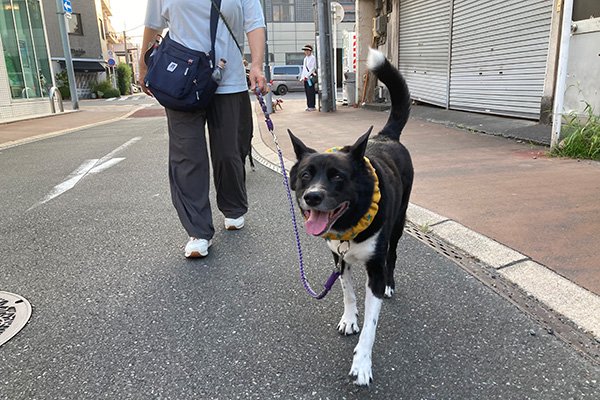 保護犬リンちゃん