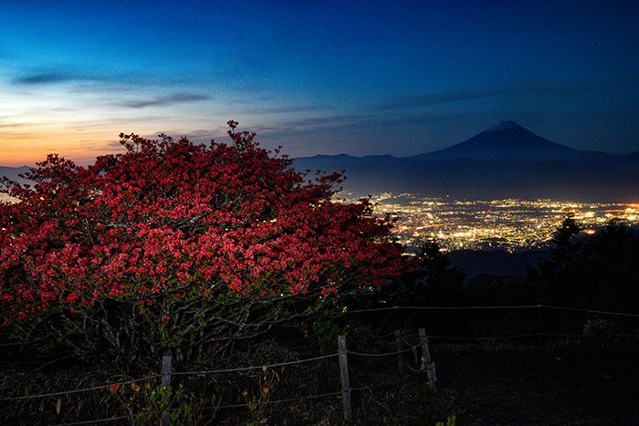 夜景とレンゲツツジと富士山と