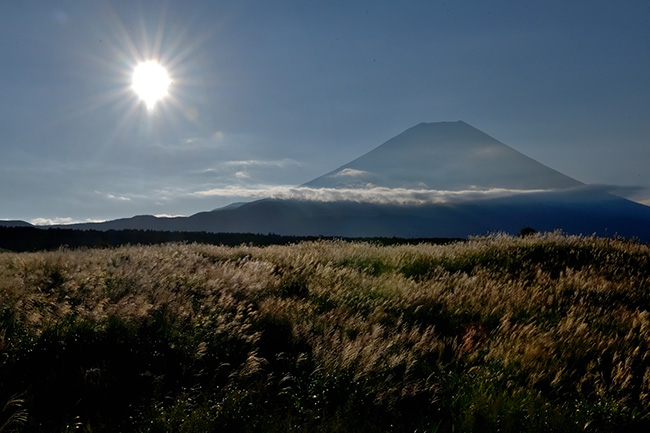 ススキ野の朝