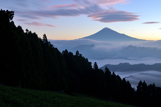 秋の茶畑の風景