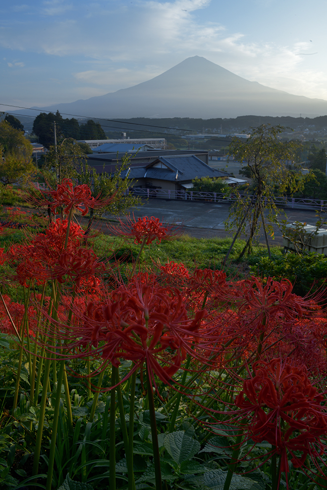 彼岸花咲くころ・柚野からの富士山