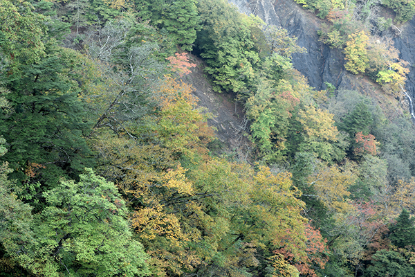 谷の紅葉はこれからでしょうか