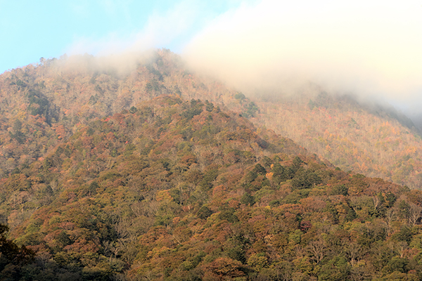 峠頂上付近は紅葉していました