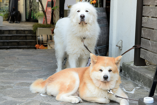 お隣のカフェ、ボナペチの秋田犬とピレネー犬