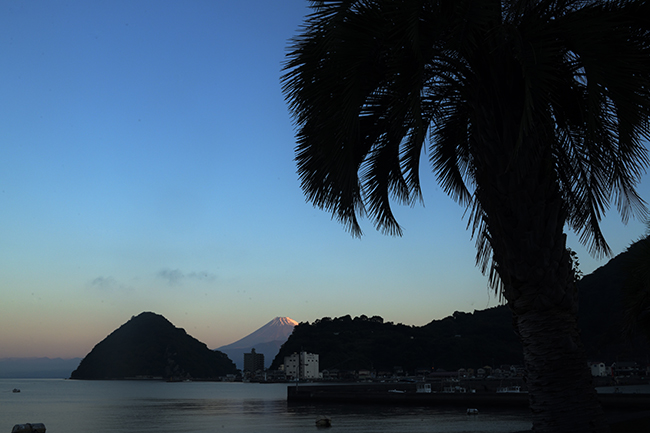 パームツリー越しの富士山