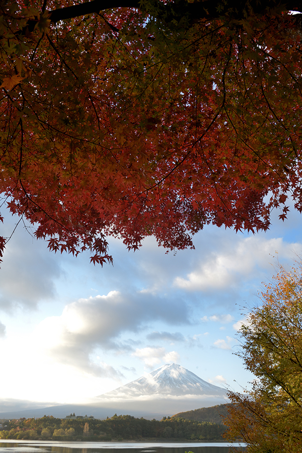 紅葉と富士山