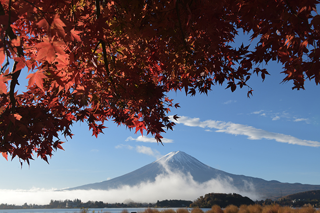 坂巻く雲海と紅葉