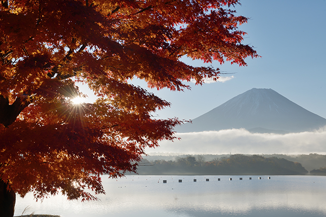 樹幹からの日の出